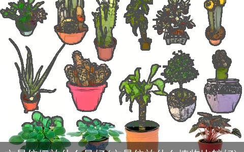 文昌位摆放什么最好(文昌位放什么植物比较好)