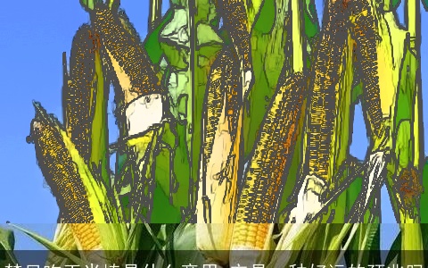 梦见吃玉米棒是什么意思 它是一种好运的预兆吗