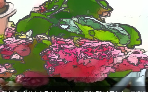 阳台适宜种什么花风水好气运好 这四种招财花开花大户又旺运