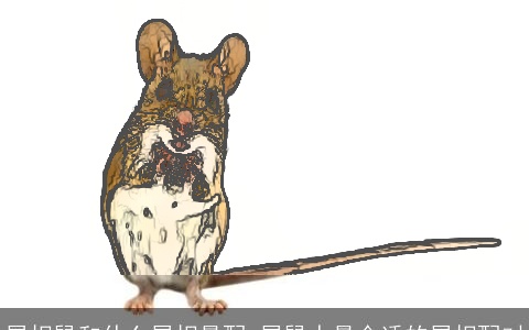 属相鼠和什么属相最配 属鼠人最合适的属相配对