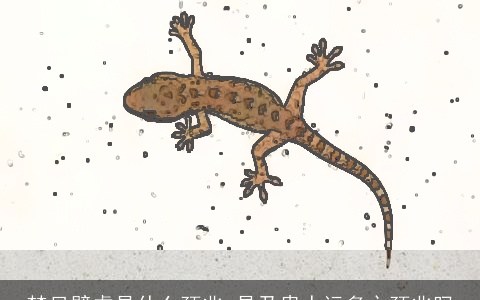 梦见壁虎是什么预兆 是乃贵人运多之预兆吗