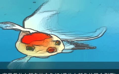 家里养什么颜色的金鱼好(养什么颜色的猫会倒霉)