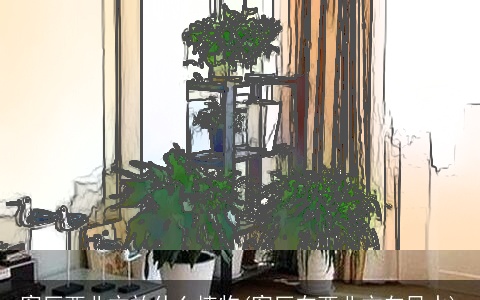 客厅西北方放什么植物(客厅在西北方向风水)