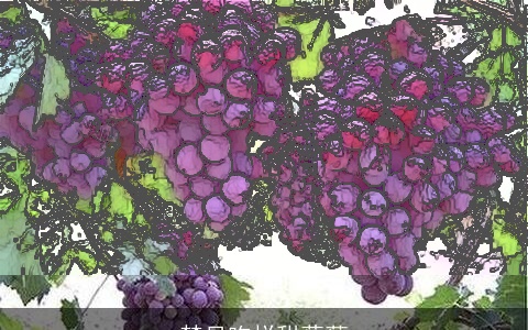 梦见吃烂甜葡萄