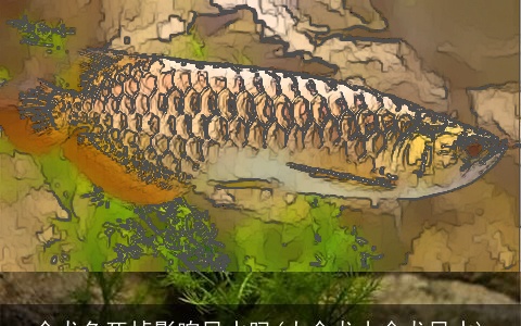 金龙鱼死掉影响风水吗(大金龙小金龙风水)