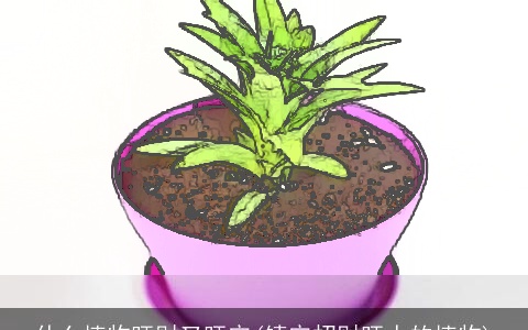 什么植物旺财又旺宅(镇宅招财旺人的植物)