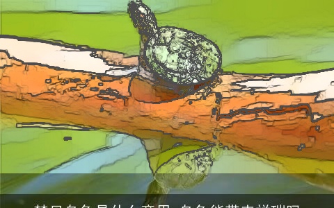 梦见乌龟是什么意思 乌龟能带来祥瑞吗