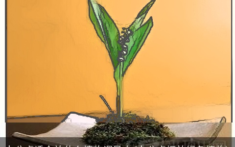 办公桌适合放什么植物调风水(办公桌摆放绿色植物)