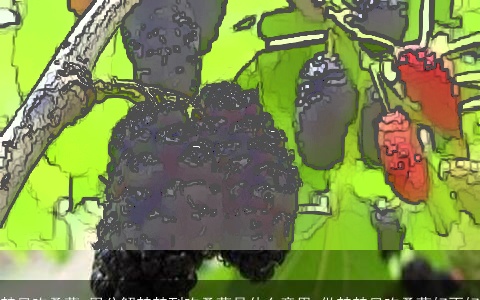 梦见吃桑葚_周公解梦梦到吃桑葚是什么意思_做梦梦见吃桑葚好不好