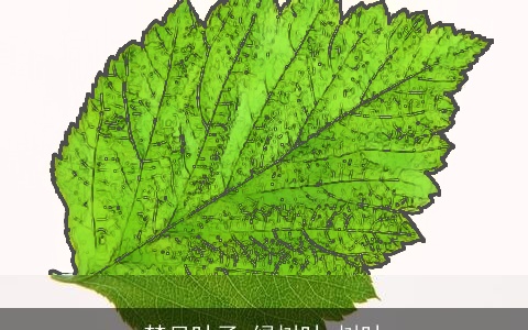 梦见叶子 绿树叶 树叶