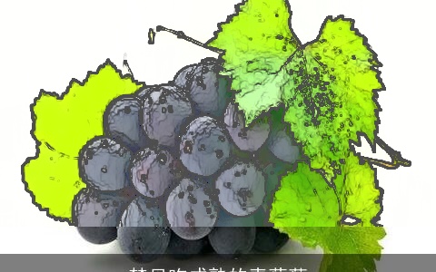 梦见吃成熟的青葡萄