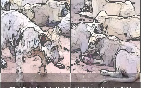 梦见毛驴是什么预兆？是吉仍是凶的预兆吗