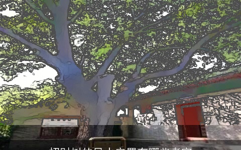 招财树的风水安置有哪些考究