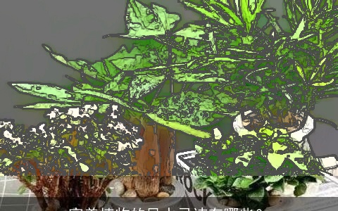 家养植物的风水忌讳有哪些？