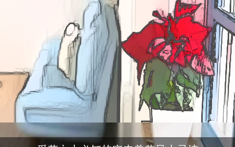 爱花之人必知的室内养花风水忌讳