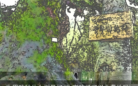 生男孩种什么树最好(生完孩子可以去墓地吗)