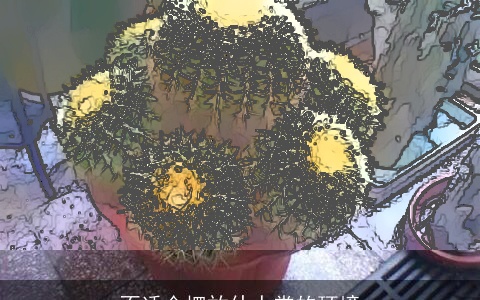 不适合摆放仙人掌的环境