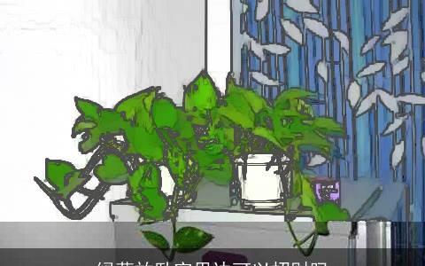 绿萝放卧室里边可以招财吗