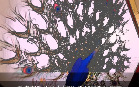 孔雀羽毛的风水作用 孔雀羽毛的寓意