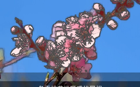 冬天桃花运旺盛的属相