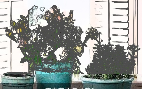 室内花要怎样养？