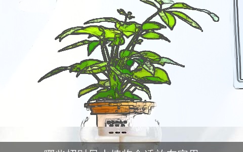 哪些招财风水植物合适放在家里