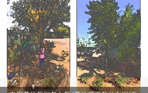 自家墓地栽树怎么栽(墓地前面栽什么树好)