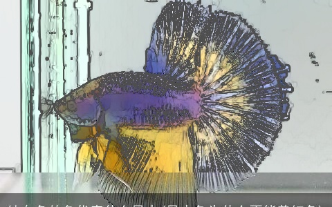 纯白色的鱼代表什么风水(风水鱼为什么不能养红色)