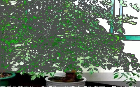 客厅最旺宅的大型植物，这四个植物美丽大气涵义夸姣