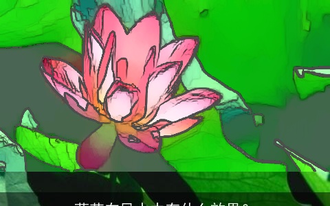 荷花在风水中有什么效果？