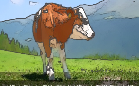 属猪的摆放牛摆件好吗(属猪的人车里摆什么好)