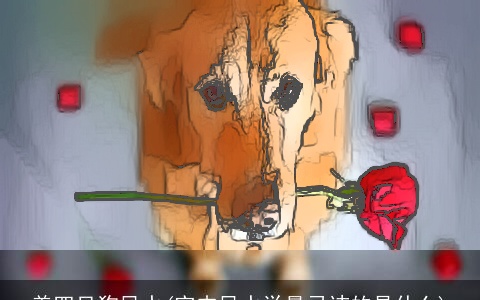 养四只狗风水(室内风水学最忌讳的是什么)