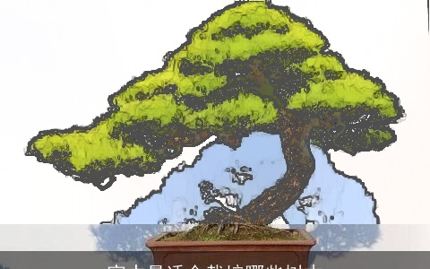 家中最适合栽培哪些树木