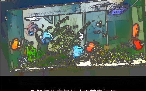 鱼缸摆放在何处才干带来福运