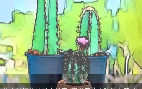 仙人掌摆放的风水讲究(家里养仙人球风水禁忌)