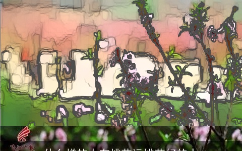 什么样的人有桃花运桃花好的人