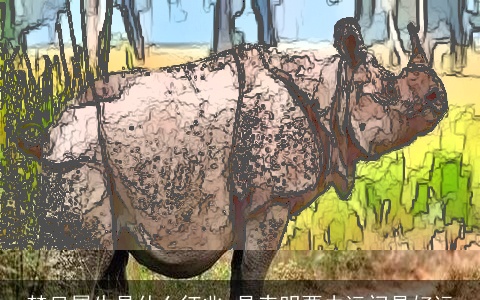 梦见犀牛是什么征兆 是表明要去远门是好运