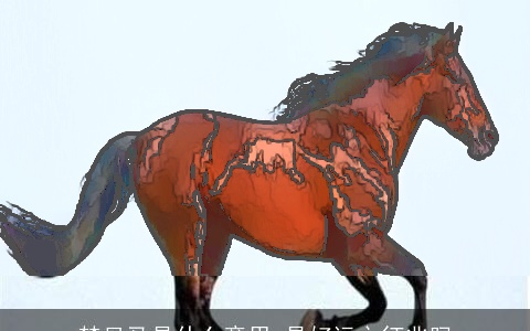 梦见马是什么意思 是好运之征兆吗