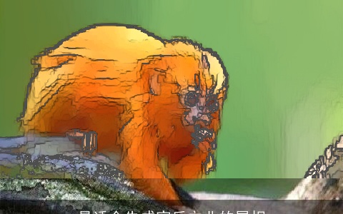 最适合先成家后立业的属相