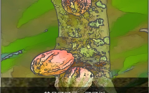 梦见可可豆、可可树