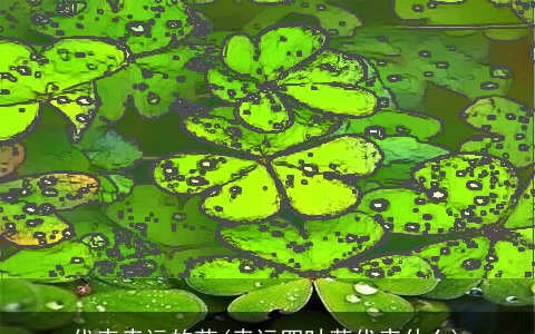 代表幸运的花(幸运四叶草代表什么)