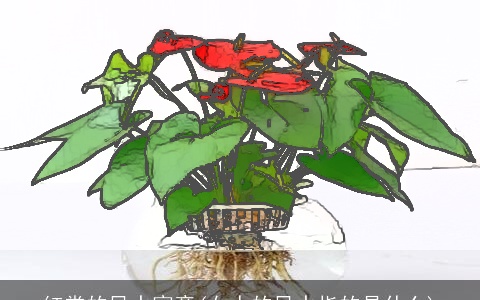 红掌的风水寓意(女人的风水指的是什么)