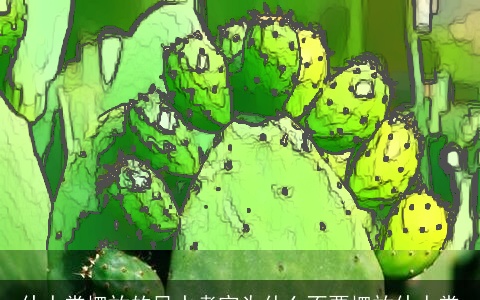 仙人掌摆放的风水考究为什么不要摆放仙人掌