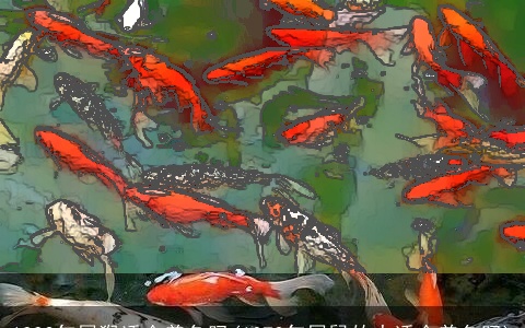 1992年属猴适合养鱼吗(1972年属鼠的人适合养鱼吗)