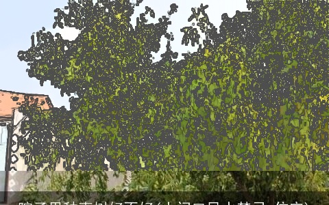 院子里种枣树好不好(大门口风水禁忌 住宅)