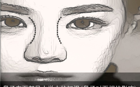 鼻子在面部风水学中的知识(鼻子对面相的影响)