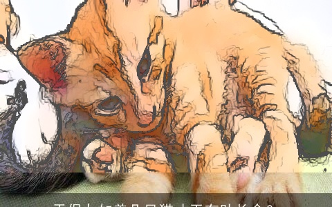 天保九如养几只猫才干有助长命？