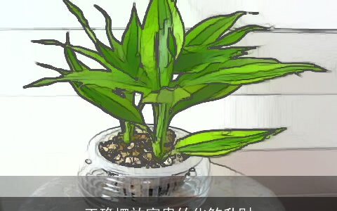 正确摆放富贵竹化煞升财