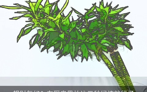 想财气好？在厨房里放这三种绿植就行了