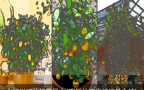 金桔树摆放位置风水(客厅放四季桔还是金桔)